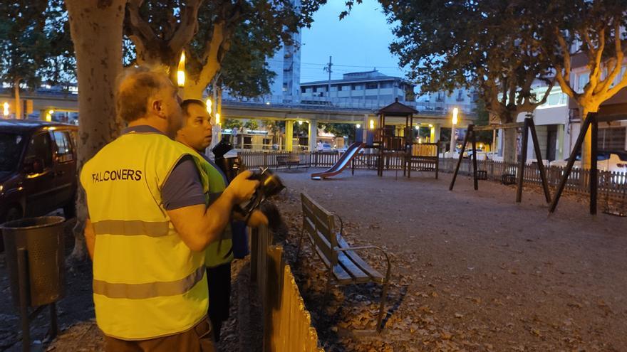 Menys estornells a la plaça poeta Marquina amb les actuacions per espantar els ocells