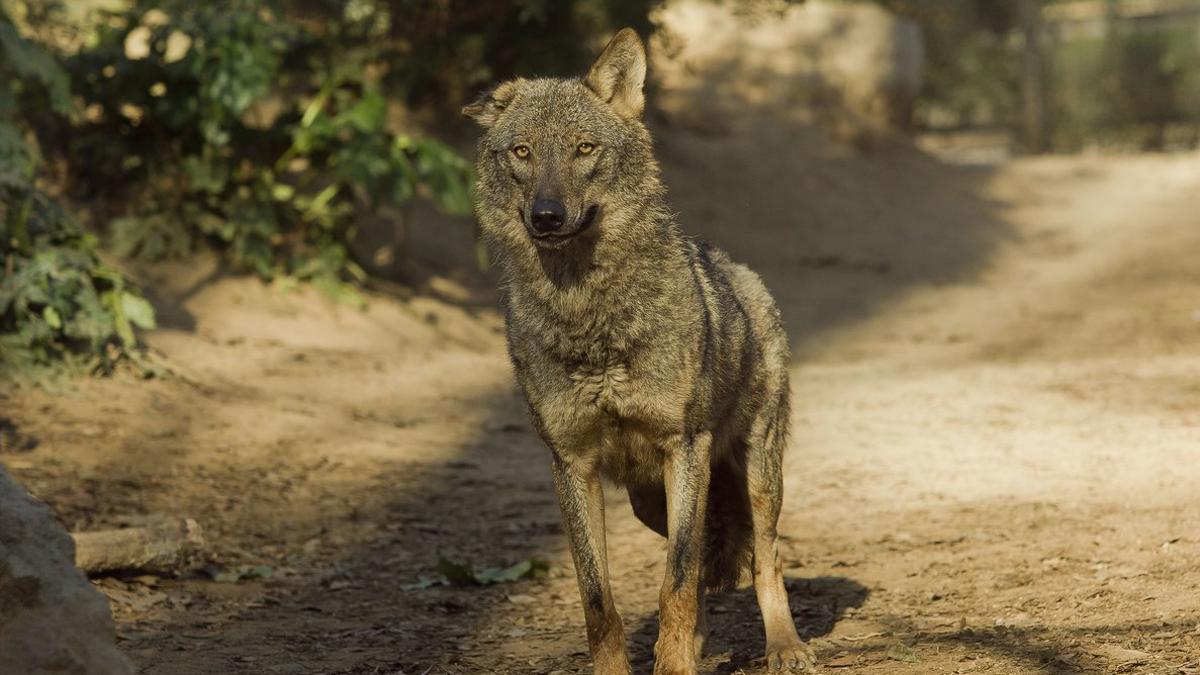 Un lobo