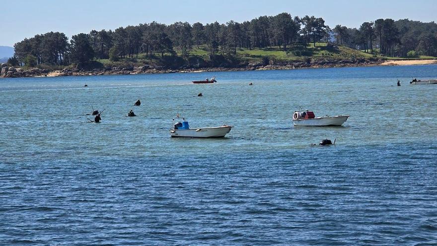 Un banco de arena rico en navaja en medio de la ría