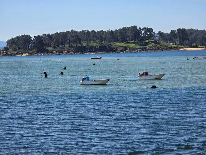 Un banco de arena rico en navaja en medio de la ría