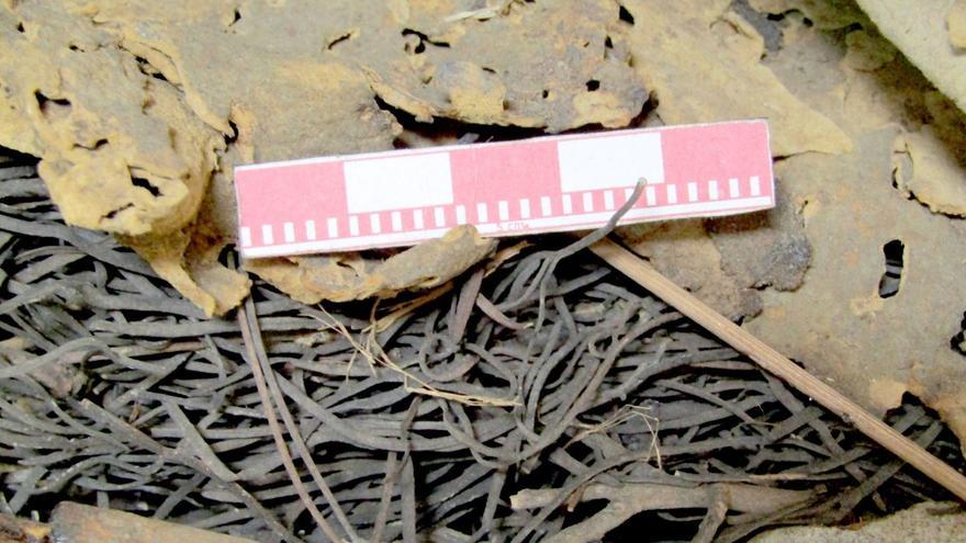 Descubren una nueva especie vegetal utilizada por los aborígenes canarios en sus rituales funerarios