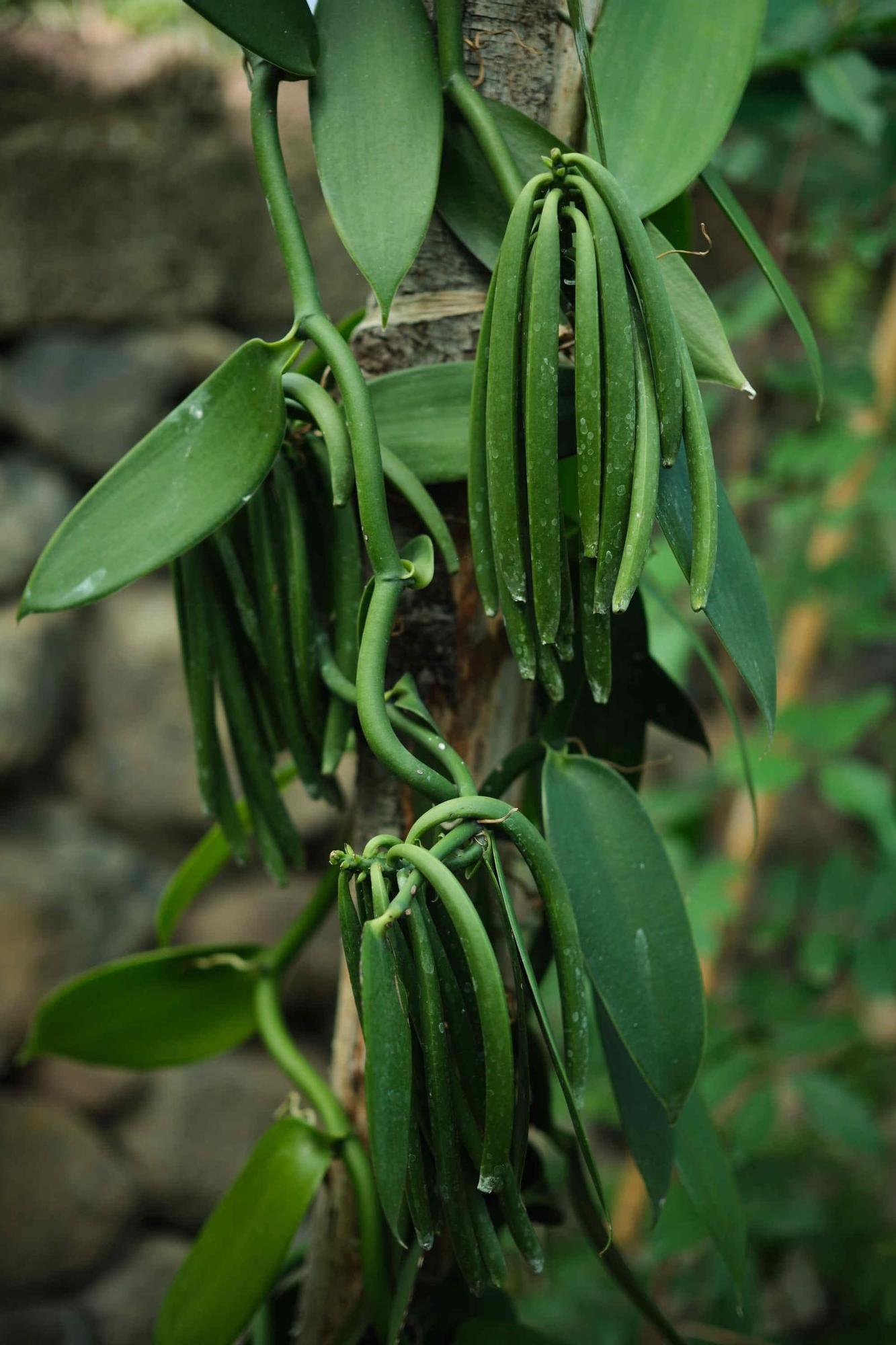 Única finca de vainilla de Tenerife