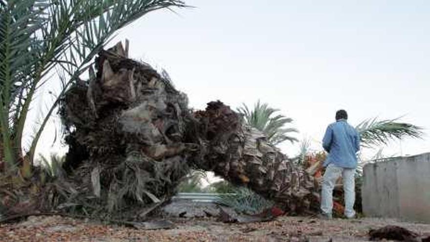 La palmera que cayó ayer en el parque empresarial.