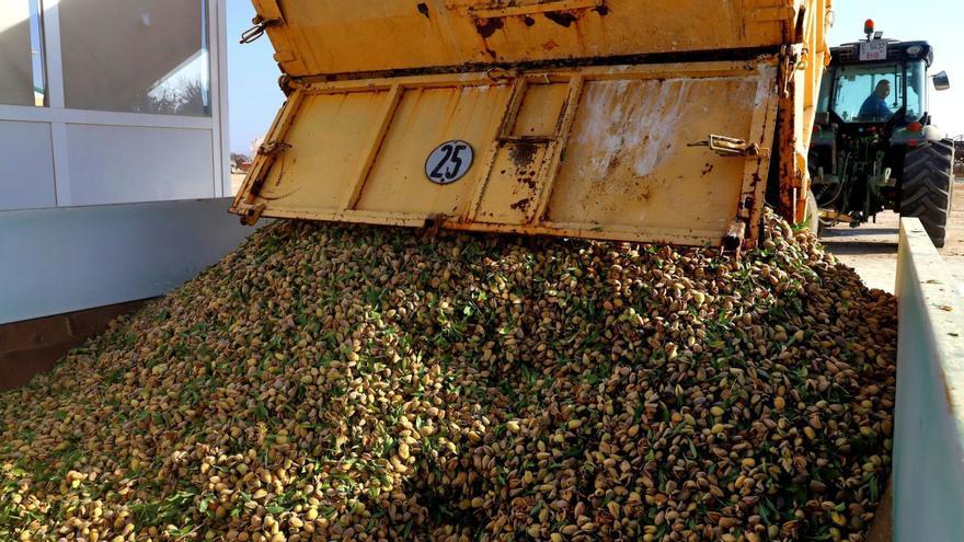 Las nuevas plantaciones de almendra en Córdoba mantienen el volumen de producción