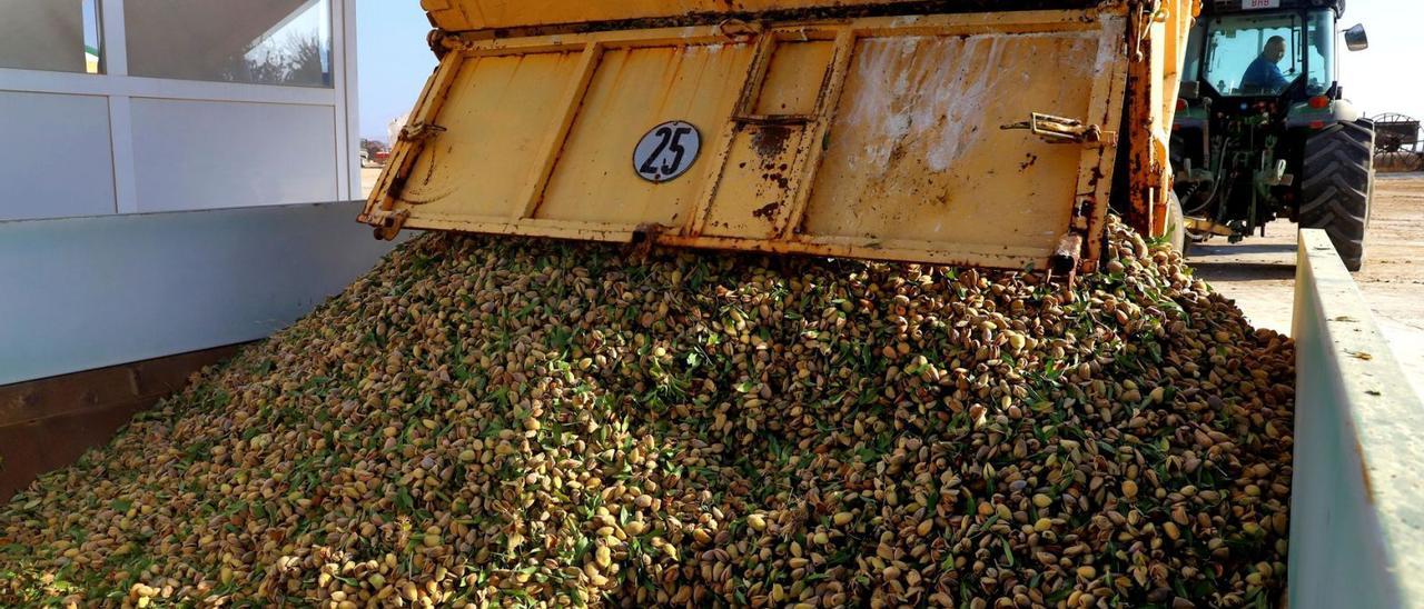 Un remolque descarga almendras en un centro de recepción de la provincia de Córdoba.