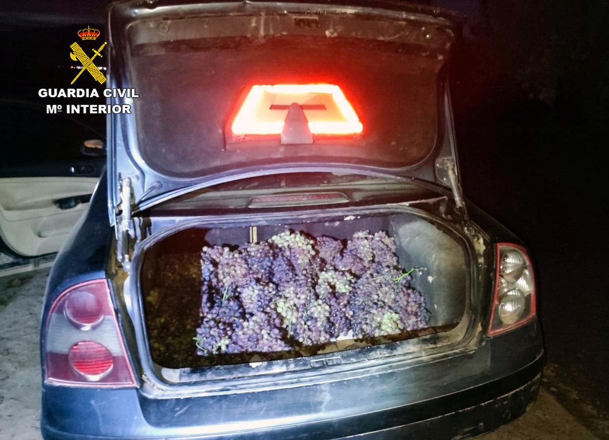 Gran cantidad de uvas en el maletero de un vehículo