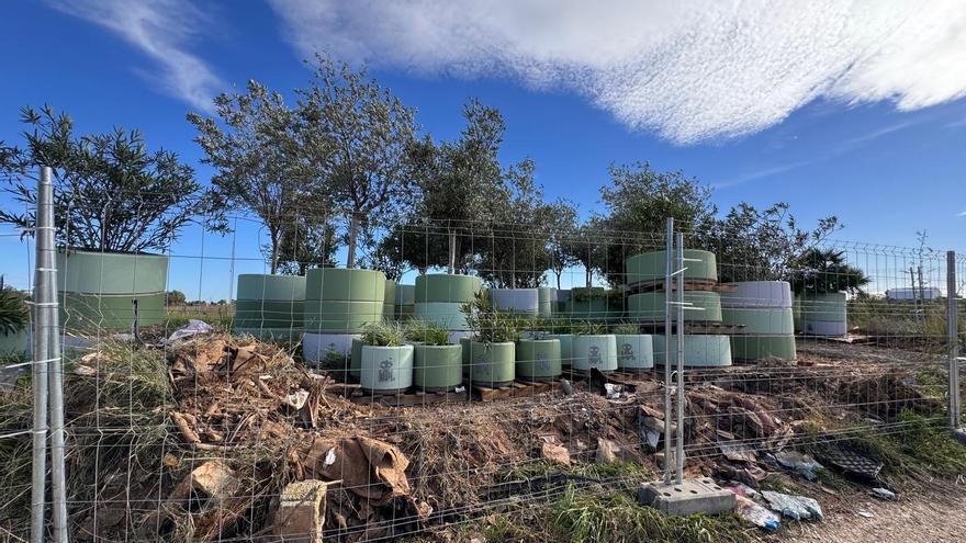 Pueblos de la dana y colegios se interesan por los maceteros y olivos retirados de la plaza del Ayuntamiento de València