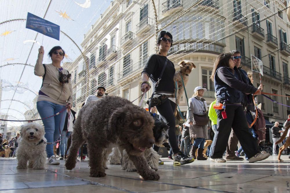 Decenas de malagueños acudieron ayer a la plaza de la Marina de la capital para protestar por los malos tratos que reciben los perros de caza.