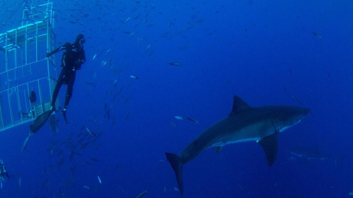 Buceando con tiburones en Sudáfrica