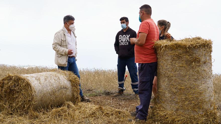 The Cabildo de Tenerife allocates 421,000 euros to promote fodder on the island
