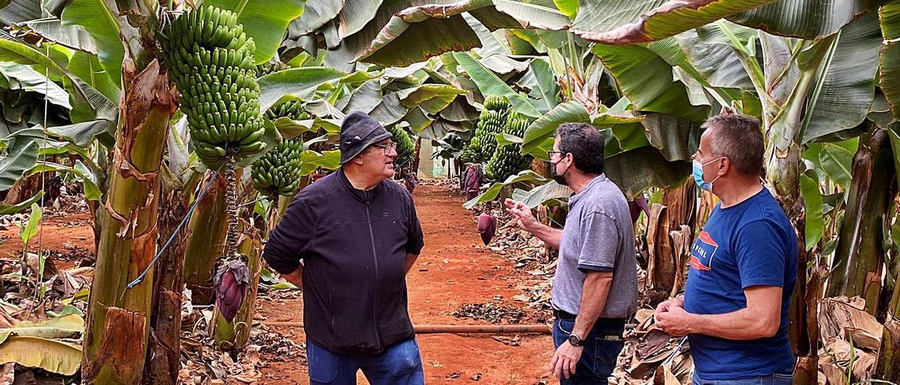 El consejero insular del sector primario, David de Vera (c) durante una visita a una finca de plataneras en Antigua. | | LP/DLP