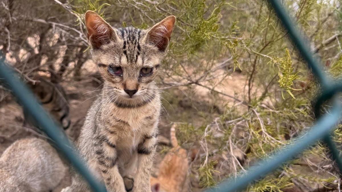 Piden ayuda para varios gatos en mal estado en un recinto cerrado en es Cubells.