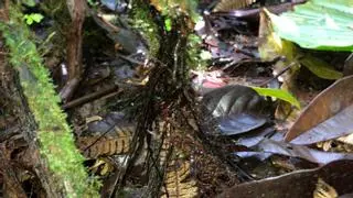 Descubren un helecho tropical que transforma sus hojas muertas en nuevas raíces