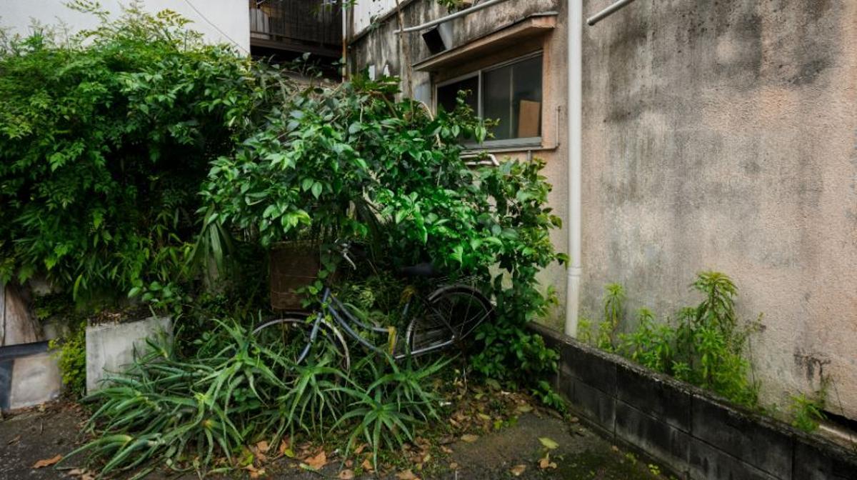 Els veïns poden reclamar la retirada dels arbres i arbustos si s’han plantat més a prop del límit del que permet la normativa.