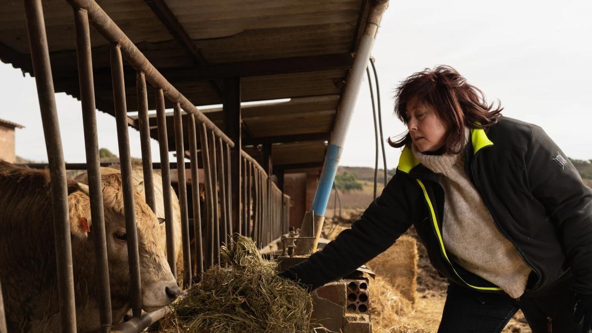 Expertos en sanidad animal piden reforzar la vigilancia sobre el virus de shamonda y rastrear nuevos casos