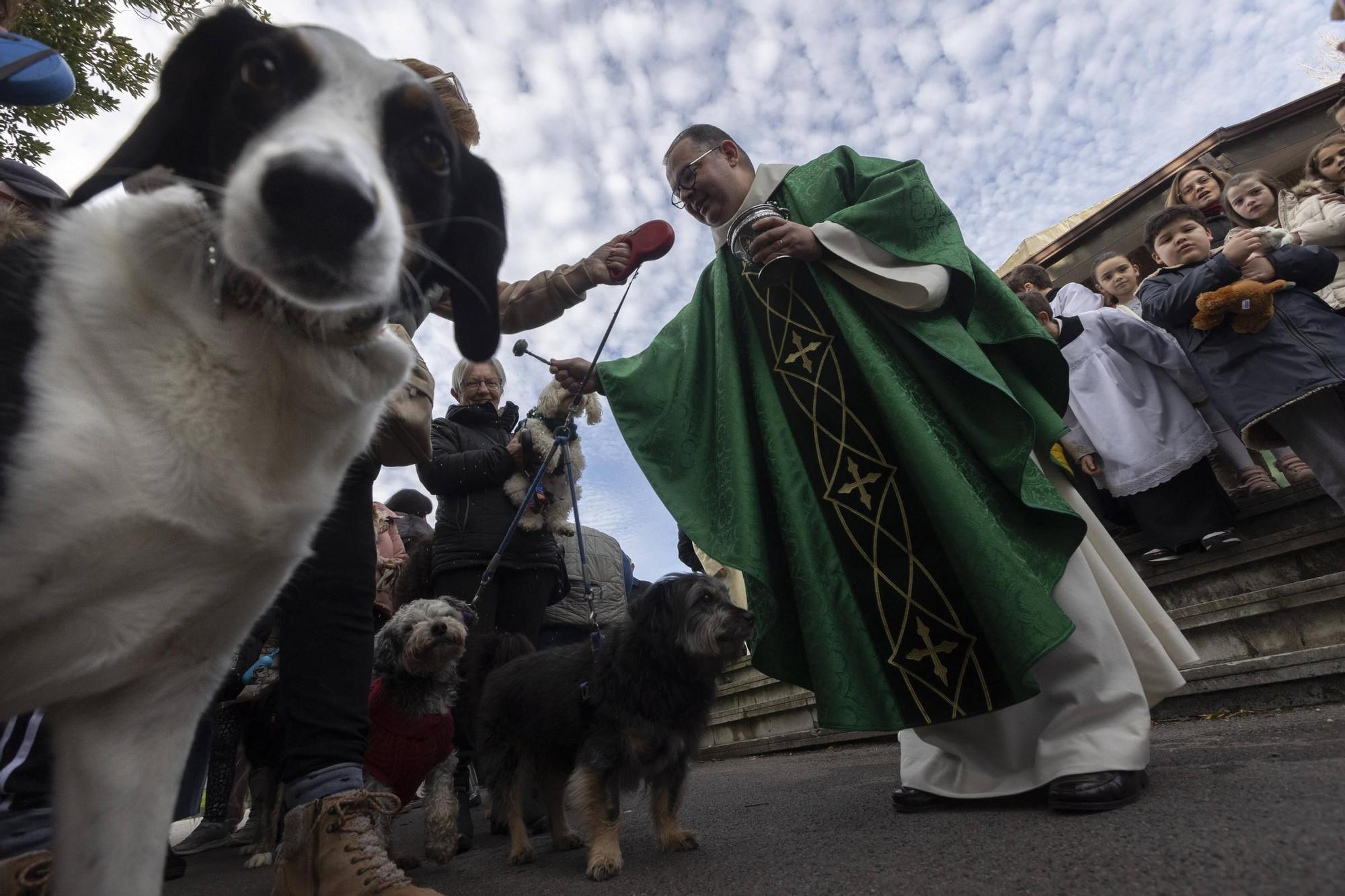 EN IMÁGENES: Así ha celebrado Avilés el día de San Antón junto a sus mascotas