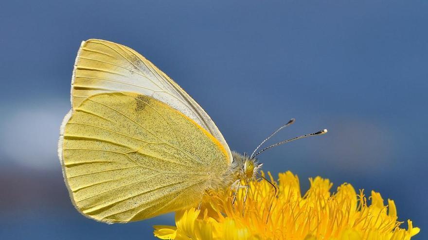 Piden declarar a una mariposa endémica canaria como especie amenazada en situación crítica
