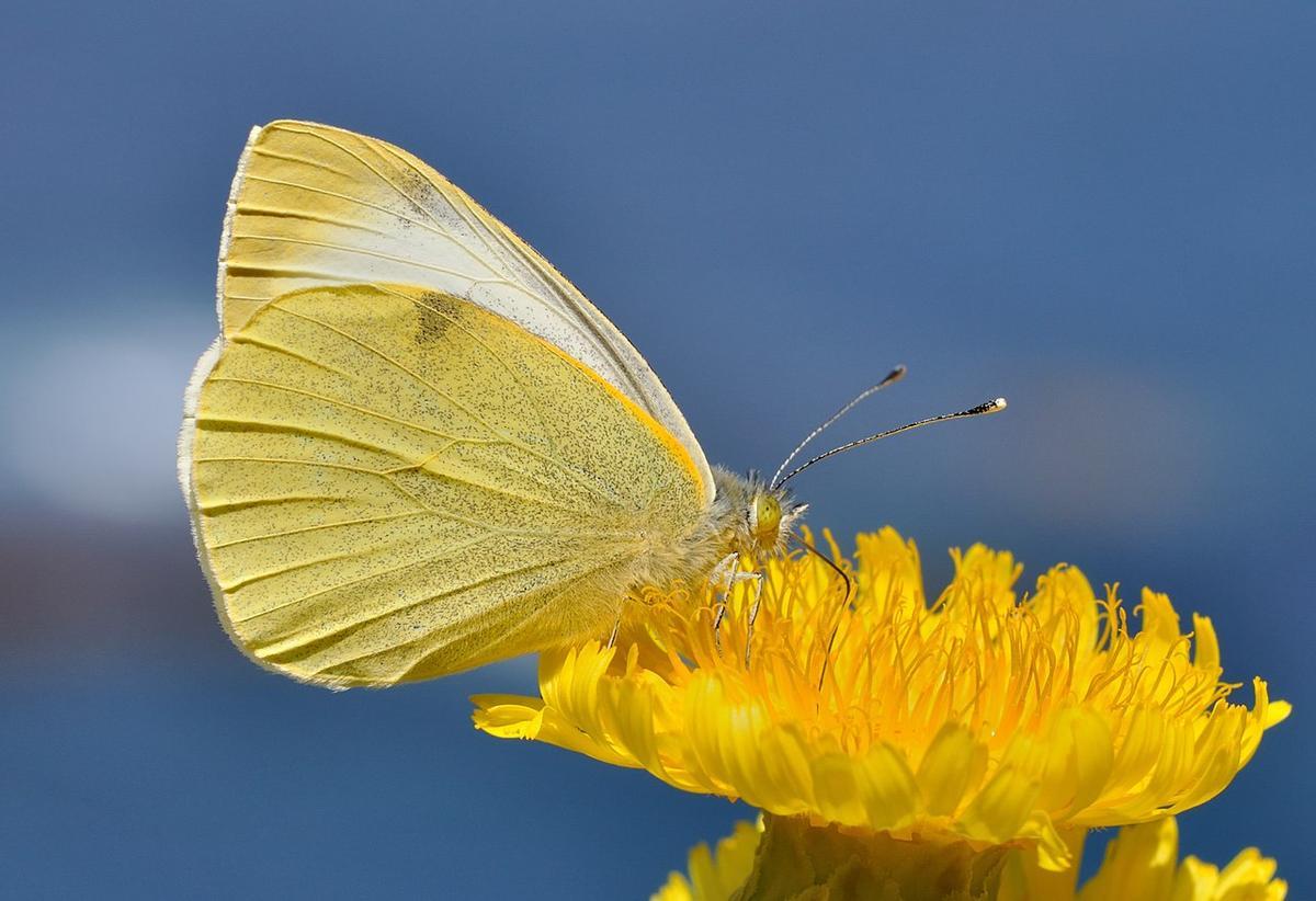 'Pieris cheiranthi' libando sobre una flor.