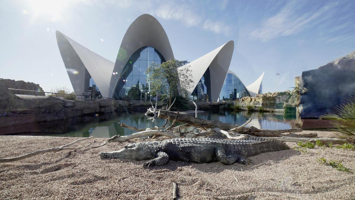 Imagen del Oceanogràfic en una imagen de archivo