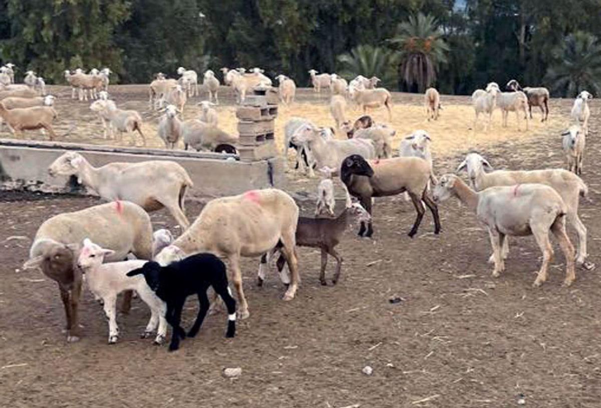 Roban en una granja de Lorca 150 ovejas (de raza segureña) y 80 corderos valorados en más de 6.000 euros.