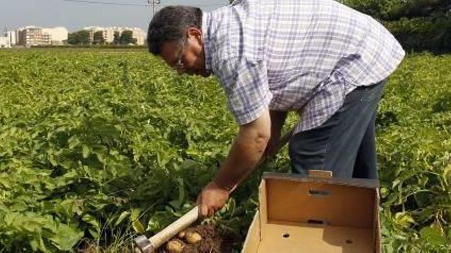 Un productor de patatas en un campo de cultivos de Meliana.