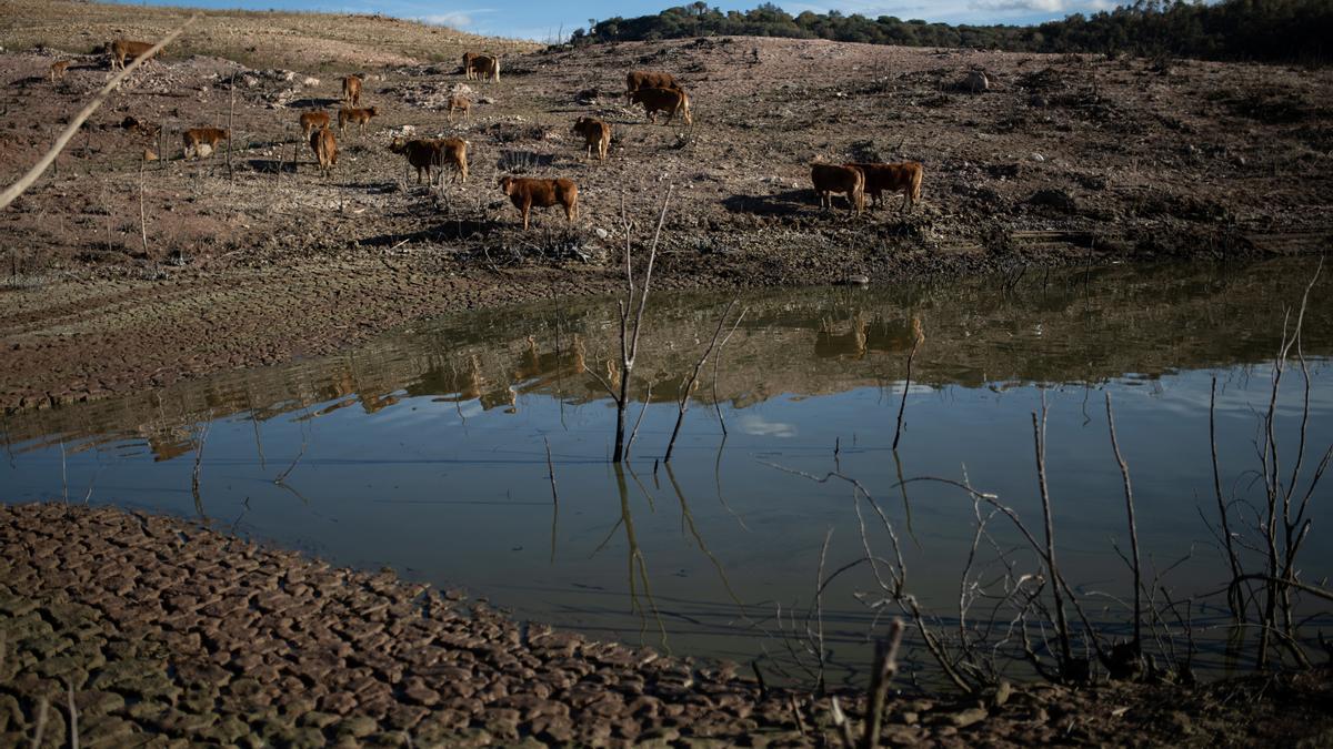 Animales en el pantano de Sau, a 20 de noviembre de 2023, en Vilanova de Sau, Barcelona, Catalunya (España).