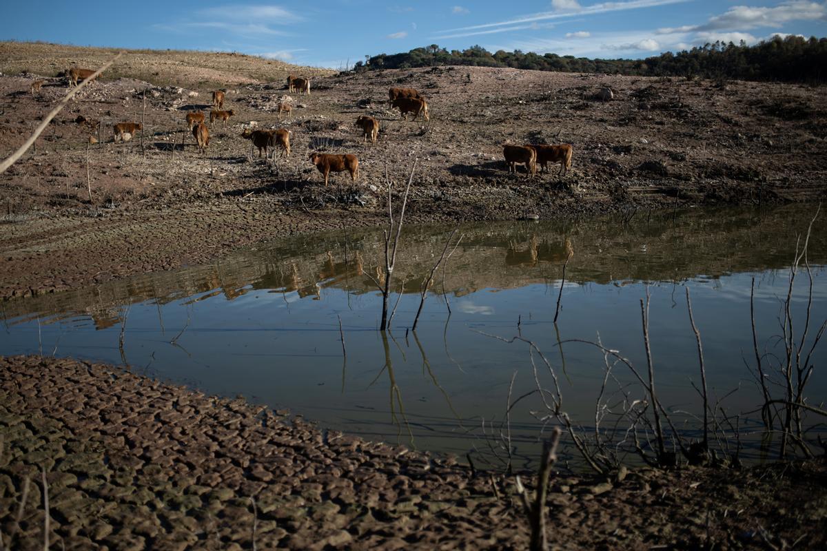 Animales en el pantano de Sau, a 20 de noviembre de 2023, en Vilanova de Sau, Barcelona, Catalunya (España).