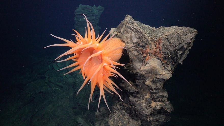 Descobreixen més de 50 noves espècies submarines a una de les zones més inexplorades del planeta