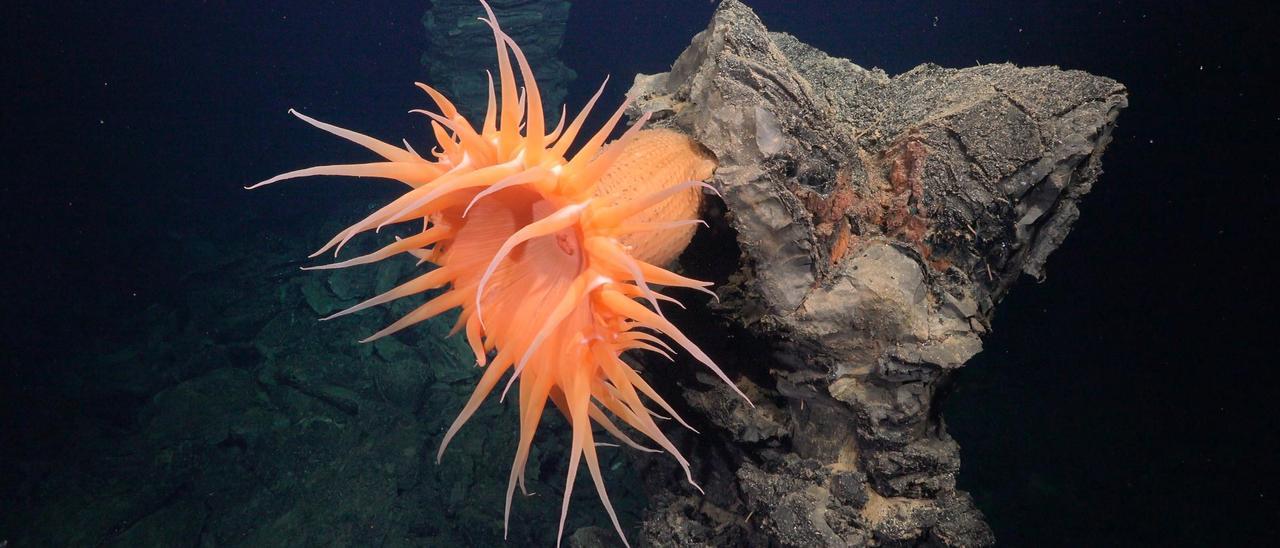 Descobreixen més de 50 noves espècies submarines a una de les zones més inexplorades del planeta