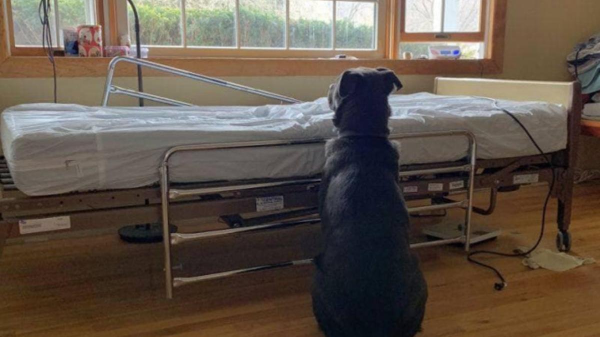 Moose, el perro que esperó a su dueño en el hospital