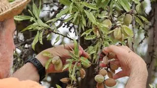 El campo se cuece en Alicante: el calor mata almendros y paraliza el engorde de los cítricos