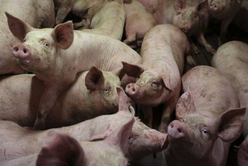 Cerdos en un criadero en Lamballe, el centro de Bretaña.