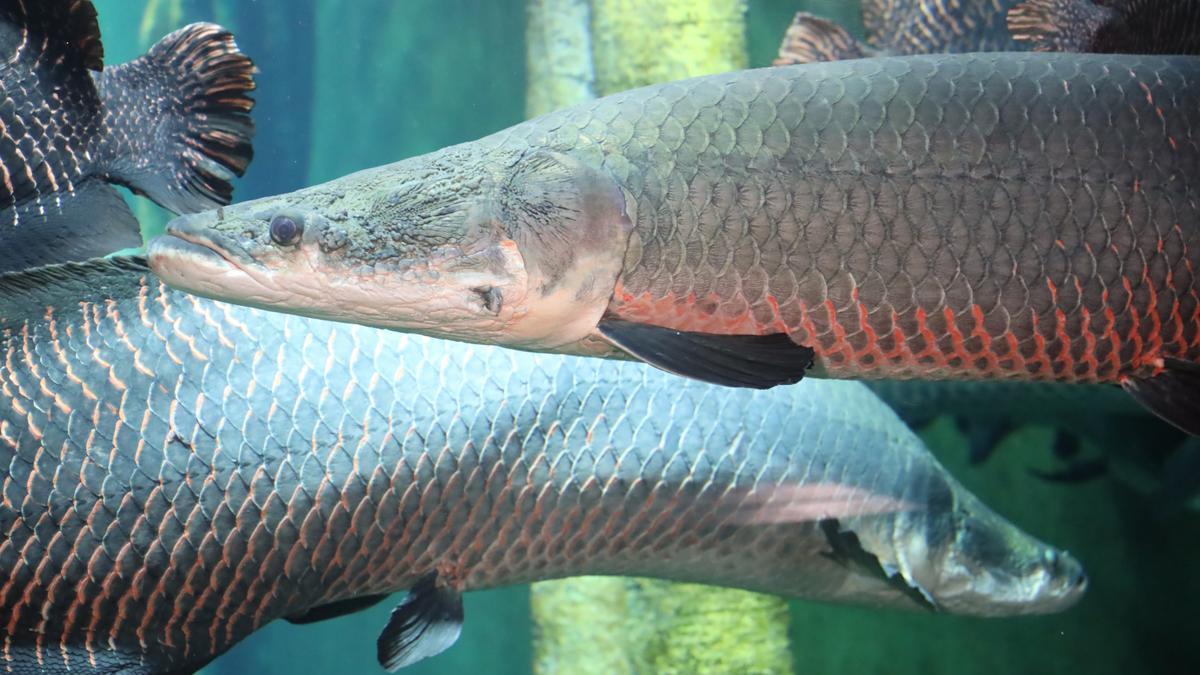 El Acuario de Zaragoza cuenta con 6.000 animales y más de 350 especies