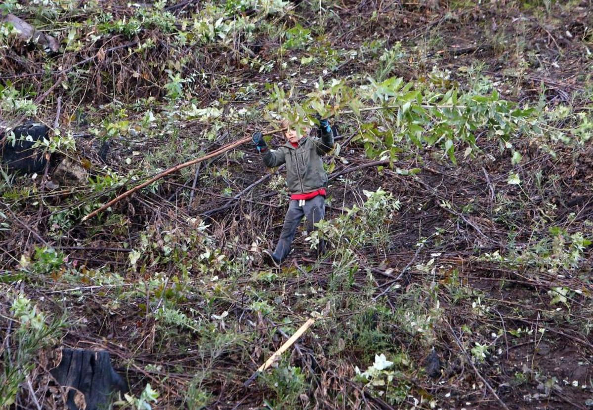 La Comunidad de Montes de Coruxo, que, en colaboración con las brigadas deseucaliptizadoras de Verdegaia, organizaron una jornada de voluntariado para liberar de eucaliptos el regato de O Pontón. La Comunidad de Montes de Coruxo, que, en colaboración con las brigadas deseucaliptizadoras de Verdegaia, organizaron una jornada de voluntariado para liberar de eucaliptos el regato de O Pontón.