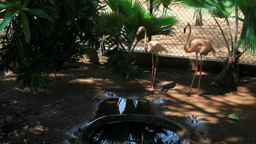 Roban una decena de animales en un zoo de Venezuela para poder comer