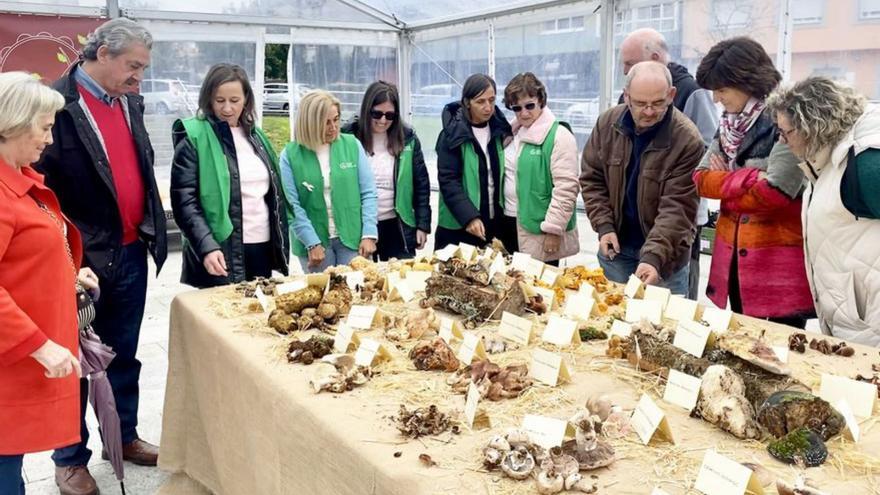 Más de un centenar de setas, en exposición en Teixeiro