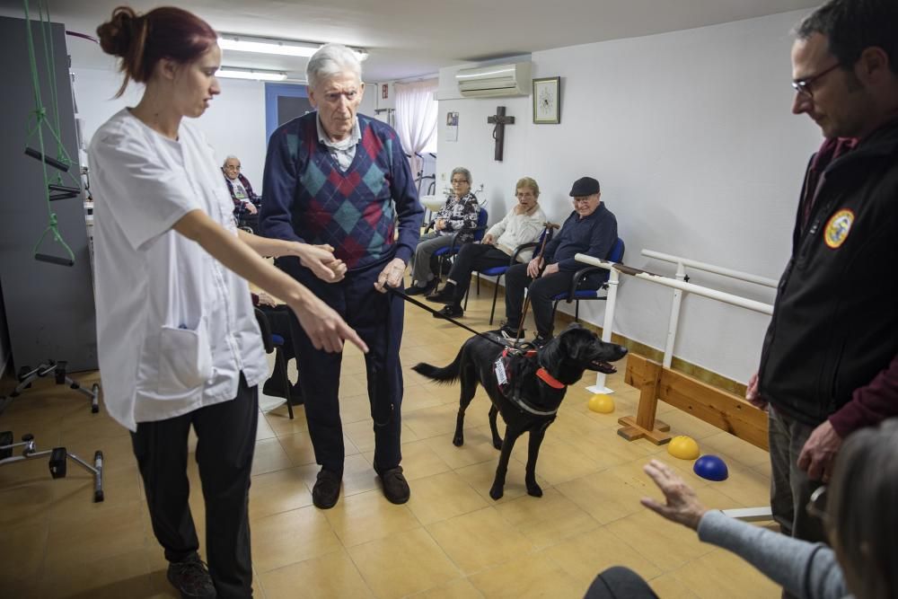 Teràpies amb gossos: el remei contra els traumes i la soledat