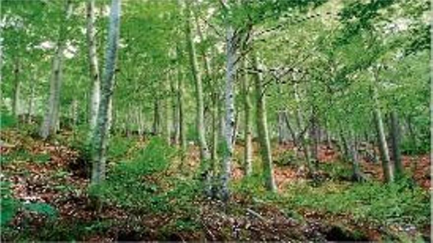 El parc natural del Montseny és la zona nucli de la reserva de la biosfera.