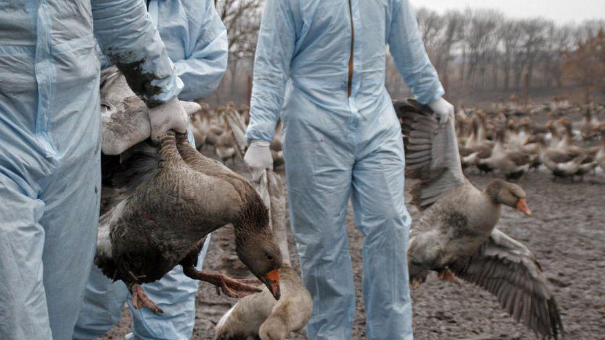 Agricultura confirma otro caso de gripe aviar en Berlanga