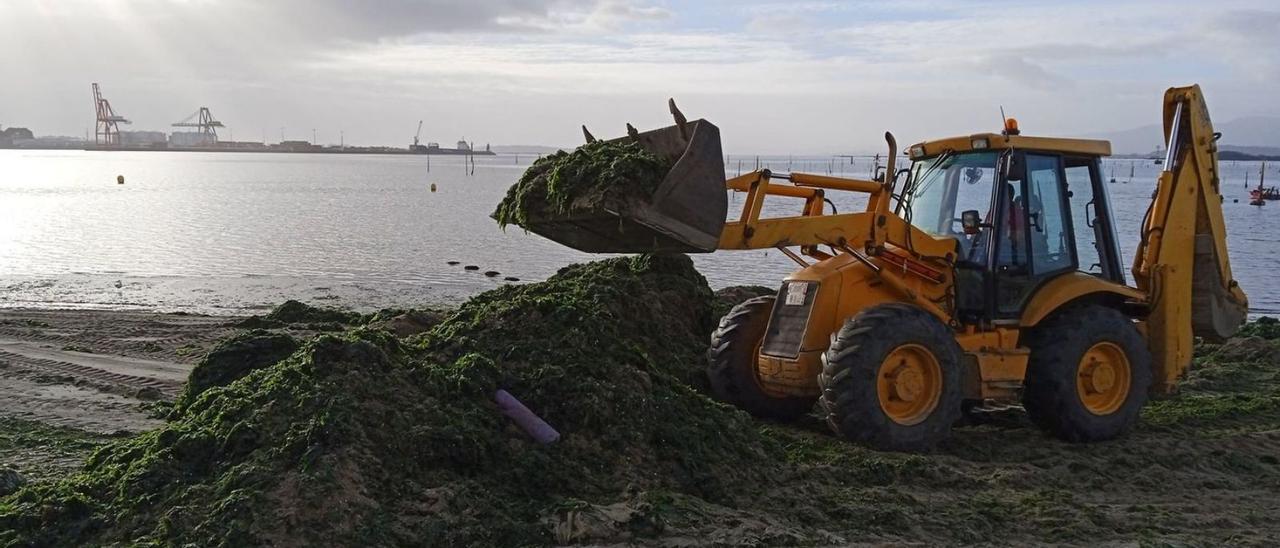 La maquinaria del Concello de Vilagarcía ayudó a las mariscadoras a limpiar la invasión de algas.