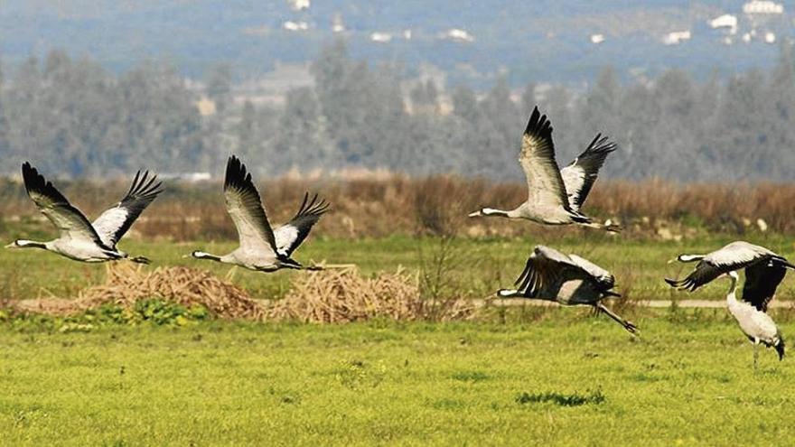 El festival de las grullas en Extremadura reúne a más de 3.000 aficionados