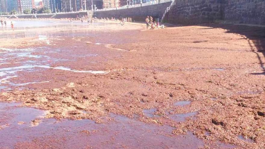 Operarios, ayer, retirando algas y residuos del anillo navegable del Piles.