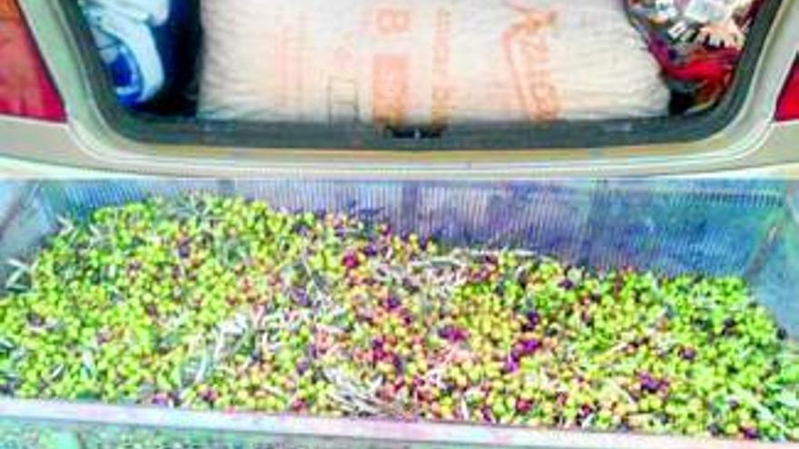 La policía local interviene 200 kilos de aceitunas