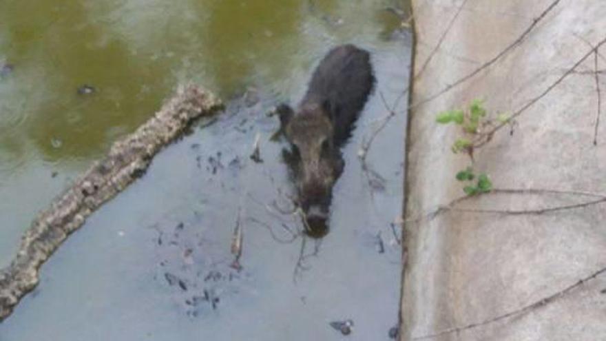 Fogars Salven un senglar atrapat en una bassa