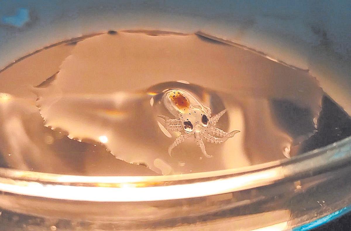 Larva de pulpo de acuicultura. foto nueva pescanova.