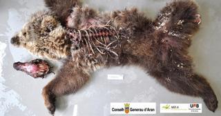 Hallado en el Vall d'Aran el cadáver de una osa joven atacada por otro oso