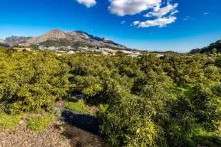 Los regantes de Callosa d'en Sarrià reducen horarios y riego desde agosto para adelantarse a la posible sequía