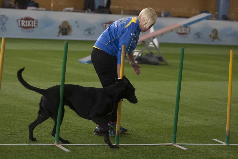 La Mascotada da brillo a Expocachorro