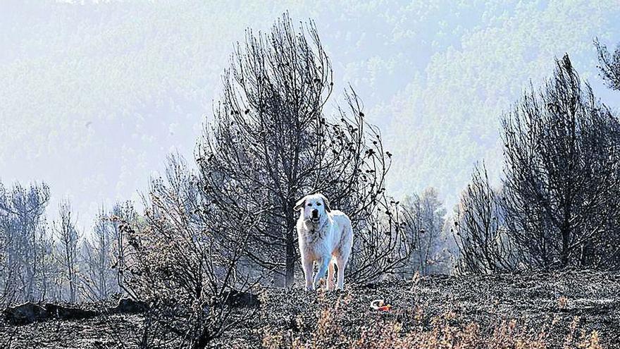 Los ganaderos del Alto Mijares afectados por el incendio sufren ansiedad por sus granjas