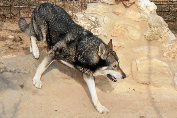 Guillermo Novoa züchtet in Inca im Inselinnern von Mallorca Iberische Wolfshunde. Es ist eine Rasse, die es zuvor nicht gab. Seine Hündin hat gerade zehn Welpen geworfen.